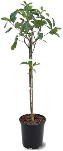 American Plant Exchange Dorsett Apple Tree, 1 Gallon Pot, 2-3 ft Tall, Live Outdoor Fruiting Plant, Sweet, Crisp and Tangy Fruit - Image 2