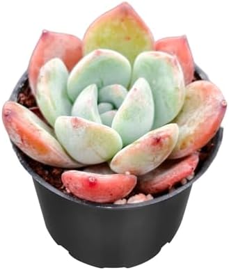 Sprout N Green Echeveria 'Star Mark', Live Succulent Plant - Image 3