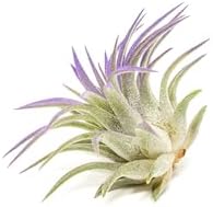 Purple Colorful Tillandsia Air Plants - Long Lasting Color Enhanced Live Tillandsia Succulent House Plants - Home and Garden Decor - Easy Care Indoor and Outdoor (Ionantha Rubra, Single) - Image 3