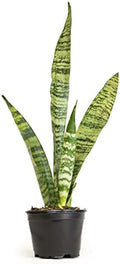 Sansevieria Zeylanica, Live Snake Plant Live Indoor Plants Live Houseplants, Live Plants Indoor Plants, Live Plants Indoor Low Light, Potted Plants, House Plants for Delivery Prime by Plants for Pets by PlantsforPets