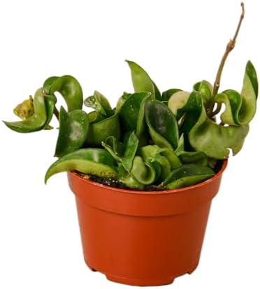 Hoya Plants 8 Live Houseplants in 4" Pots - Variety Assortment 8 Pack Hoya Plants - Pet Friendly Plants - Air Purifying Plants - CA Seller (Pack of 8 Hoya Plants) - Image 7