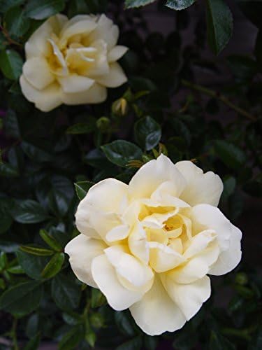 Live Plant from Green Promise Farms Flower Carpet Roses ROSA `FLOWER CARPET YELLOW` Yellow Flower Shrub #2 Size Container Yellow/Cream - Image 2