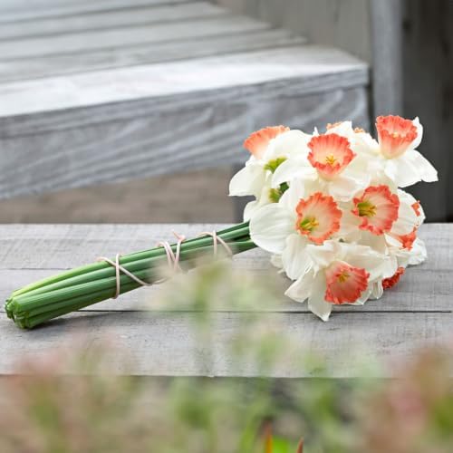 Garden State Bulb Narcissus Large Cupped Pink Charm Daffodil Flower Bulbs, 16/18cm (Bag of 50) - Image 6