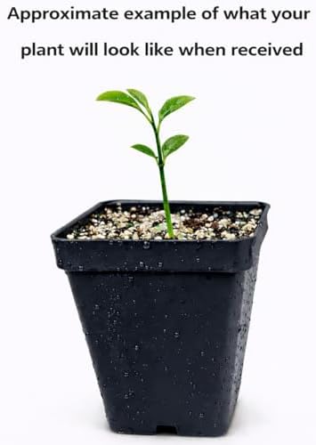 Calamondin (Calamansi) Tree - 2-5 Inch Tall Live Plant - Potted Orange Fruit Bush Seedling - Citrus x microcarpa - Image 2