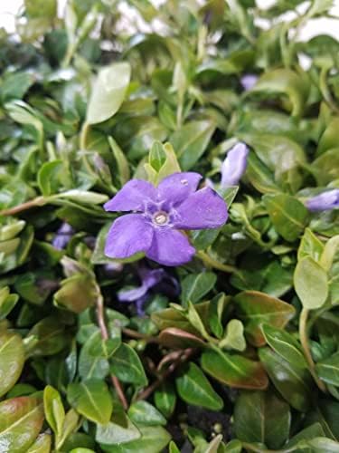 Myrtle Vinca/Periwinkle Hardy Groundcover 50 Plants 2" Pots - Image 2