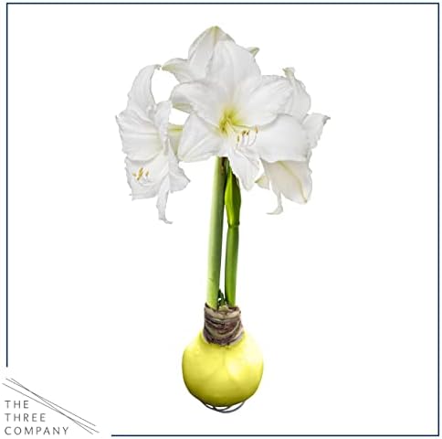 Waxed Amaryllis Bulb - Yellow Wax, White Blooms - Easy Care - No Watering Needed! Beautiful Spring Décor - Image 3