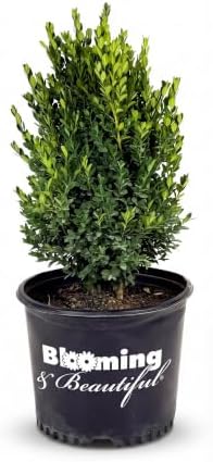 Green Mountain Boxwood, Live Evergreen Shrub, 3 Gallon by BloomingBeautiful