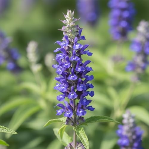 Blue Sage Seeds for Planting, 2000 Salvia Farinacea Wildflower Seeds, Sage Seed for Planting Perennial Gardens, Attract Hummingbirds and Butterflies Naturally - Image 3