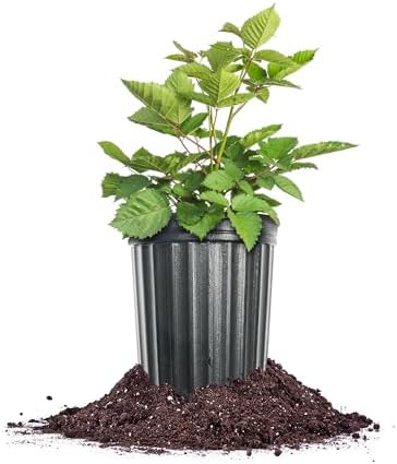 Perfect Plants Big Daddy BlackBerry, 1 Gallon, Thornless Bush by PerfectPlantsNursery