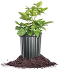 Perfect Plants Big Daddy BlackBerry, 1 Gallon, Thornless Bush by PerfectPlantsNursery