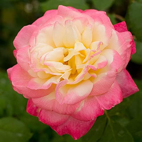 Heirloom Roses Rose Plant - French Perfume™ Multi Rose Bush, Hybrid Tea Live Plant for Planting Outdoors - Image 3