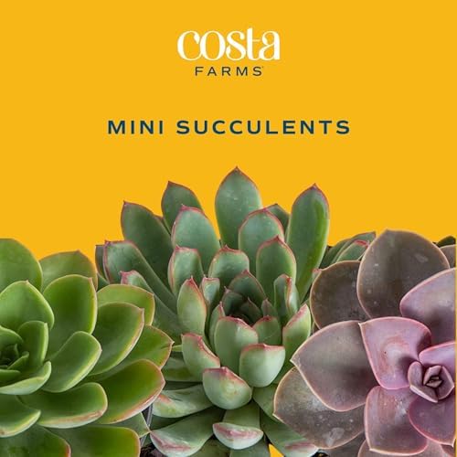Costa Farms Mini Succulents, Live Indoor Plant, Easy Care, Home Decor - Image 2