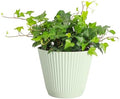 Live Hahn's Green Ivy Plant, Vining Indoor Plant, 6" Pot by ThorsensGreenhouse