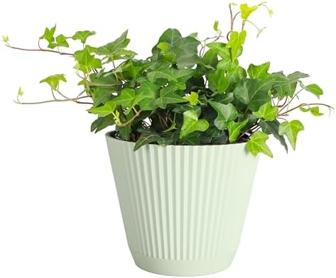 Live Hahn's Green Ivy Plant, Vining Indoor Plant, 6" Pot by ThorsensGreenhouse