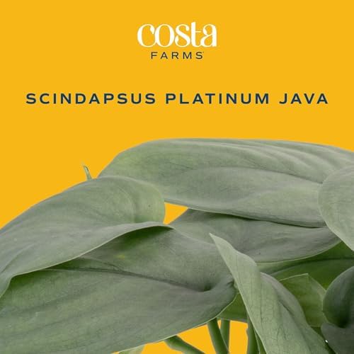 Costa Farms Scindapsus Platinum Java, Live Indoor Plant, Easy Care - Image 3