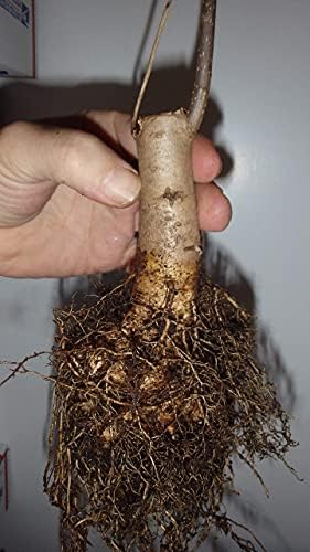Catalpa speciosa, 2-3 Year Old Stubby Bonsai,Northern Catalpa, Cigar Tree by Unknown