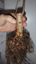 Catalpa speciosa, 2-3 Year Old Stubby Bonsai,Northern Catalpa, Cigar Tree by Unknown