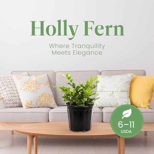 American Plant Exchange Holly Fern – 6-Inch Pot – Live Easy Care Shade-Loving Plant, Versatile Green Foliage for Home, Garden, Landscape, or Patio Decor - Image 3