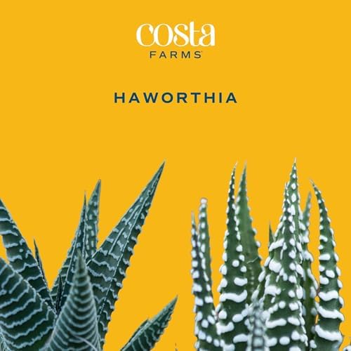 Costa Farms Succulents, Live Indoor Plant, Easy Care, Home Decor - Image 3