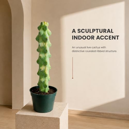 Boobie Cactus Live Plant, Rare Sculptural Indoor Outdoor Succulent - 4 inch - Image 6
