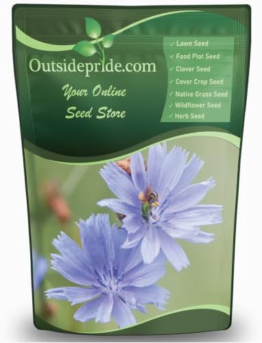Outsidepride Chicory Seeds for Planting - 1 lb. Perennial, Easy to Grow & Drought Tolerant, Flower Seeds with Clustered Pastel Blue Blooms for Garden Pastures & Wildflower Meadows by Outsidepride