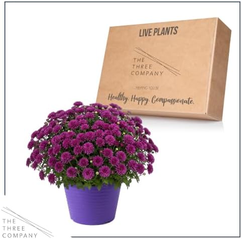 Chrysanthemum (Color Match Deco Pot), Purple Blooms, Live Fall Flowering Perennial, 15" Tall by 12" Wide in 3 Qt Pot - Image 5