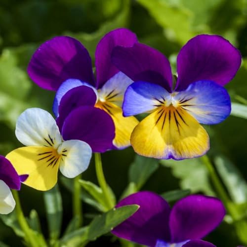 Outsidepride Johnny Jump Up Viola Wild Flower Seeds - 1/8 lb Easy-to-Grow, Compact & Hardy Perennial Seeds for Planting Outdoors, Ideal for Pollinators, Garden Beds, Containers, & Hanging Baskets by Outsidepride