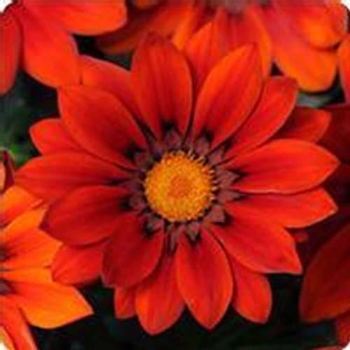 Mountain Valley Seed Co New Day Series Gazania Red Shades Seeds 500 Seeds by MountainValleySeedCompany
