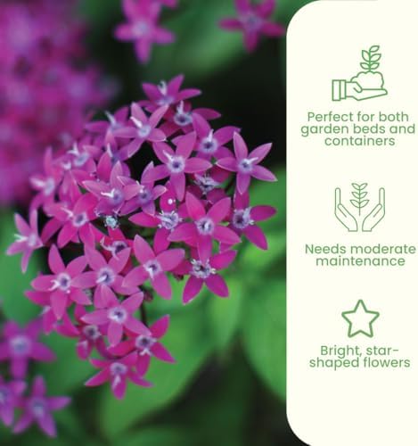 American Plant Exchange Penta 'Violet' – 6-Inch Pot – Live Flowering Plant with Rich Purple Blooms, Heat-Tolerant Outdoor Annual for Pollinator Gardens, Patios, Containers & Landscapes - Image 4