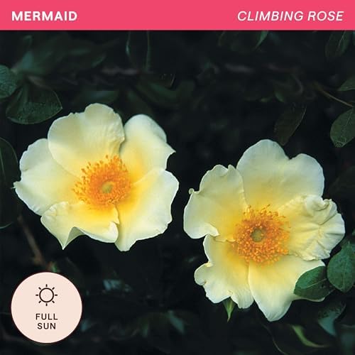 Heirloom Climbing Roses, Live Own Root Plant, Mermaid - Image 4
