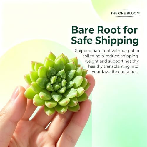 Echeveria 'Oracrium' Live Succulent Plant 0.5-1.5 Inch, Rare Echeveria Bare Root No Pot, Easy Care Indoor Outdoor Houseplant for Home Garden Decor, Gift for Plant Lovers - Image 5