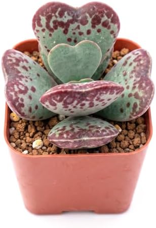 Sprout N Green Live Succulent Plant Adromischus triflorus 'Calico Hearts' - Image 2
