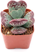 Sprout N Green Live Succulent Plant Adromischus triflorus 'Calico Hearts' by SproutNGreen