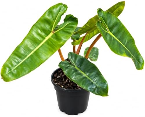 Philodendron Billietiae Live Plant - Fully Rooted Rare Indoor Houseplant by NYCitySucculents