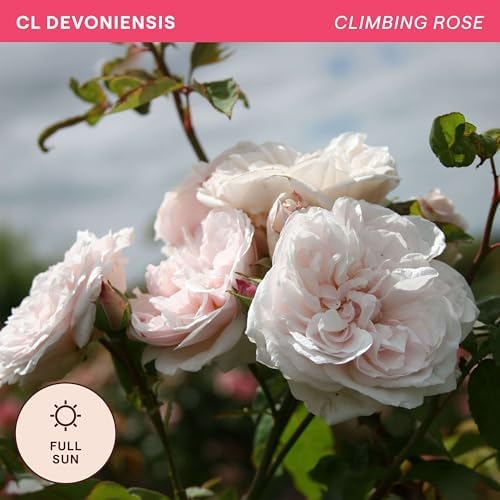 Heirloom Climbing Roses, Live Own Root Plant, CL Devoniensis - Image 4