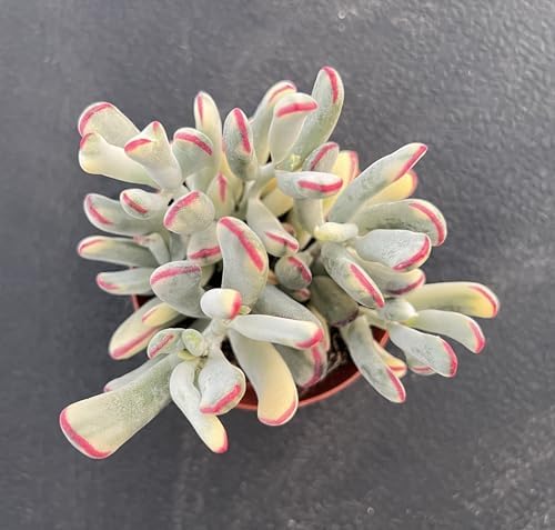 Sprout N Green Cotyledon Orbiculata cv. Long Leaf Variegated, Rare Live Succulent Plant Fully Rooted in 4" Planter with Soil, Home Office Indoor Outdoor Wedding Decoration DIY Projects Party Favor - Image 2