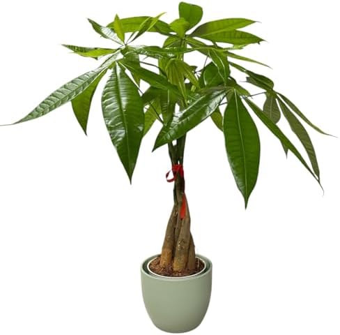 Money Tree Live Plant | 14-22 Inches Tall Bonsai | Easy to Grow Indoor Houseplant | Home, Office, or Room Decor | Birthday, Housewarming Gift (Sage) by hopewindplants