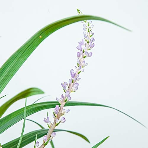 Perfect Plants Super Blue Liriope, 1 Gallon, Groundcover Grass - Image 6