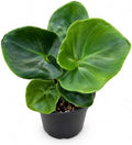 Philodendron Atom Live Plant - Rare Compact Indoor Houseplant & Leafy Gift by NYCitySucculents