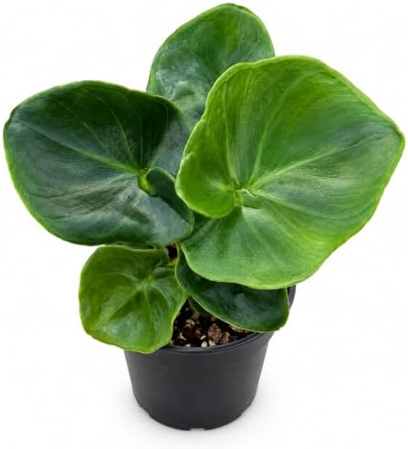 Philodendron Atom Live Plant - Rare Compact Indoor Houseplant & Leafy Gift by NYCitySucculents