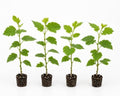 Mulberry Dwarf Everbearing Plant (4 Pack) by Unknown