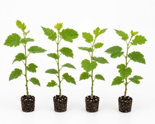 Mulberry Dwarf Everbearing Tree (6 Pack) Live Fruit Plant - Image 6