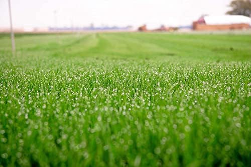 Barenbrug Turf Saver RTF Grass Seed w/Yellow Jacket Coating- Less Water Self-Repairing Tall Fescue Turf for Use on Sports Field, Golf Courses, Parks, Lawns, and Yard (50 LB Bag) - Image 4