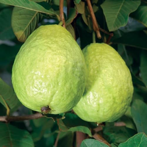 White Guava Tree Live Plant, Garden Fruit Tree, 6-10 Inch Tall, 4 Inch Pot - Image 3