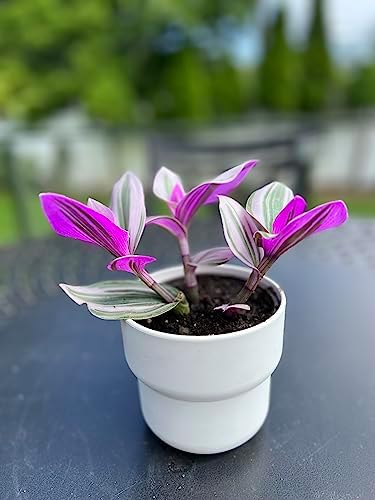 Wandering Jew Tradescantia Nanouk Lilac Live Plant - Unique Houseplants for Easy Indoor Gardens & Home Decor Gifts - Potted Tiny Houseplants 4" inch White Pot Included - Image 3