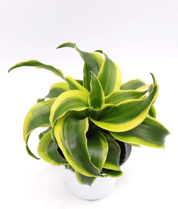 Variegate Dracaena Plant Live Indoor 4" Pot, Curly Dracaena Tree Ornamental Houseplant - Image 2