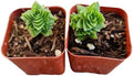 Live Succulent Cactus Plants (Two 2" Pot Set) (Crassula Estagnol Spiralis Starter) by USKC