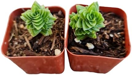 Live Succulent Cactus Plants (Two 2" Pot Set) (Crassula Estagnol Spiralis Starter) by USKC