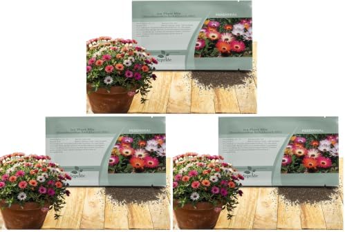 Outsidepride Mix Ice Plant Seeds - 10000 Pcs Perennial, Drought Tolerant Ground Cover Seeds for Planting Vibrant Trailing Blooms, Ideal for Sunny Gardens & Xeriscape Landscaping (Pack of 3) by Outsidepride
