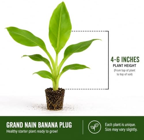 Grand Nain Banana Tree (4 Pack) Live Starter Plug Tropical Fruit - Image 2